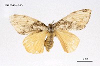 藏品(細紋黃毒蛾)的圖片